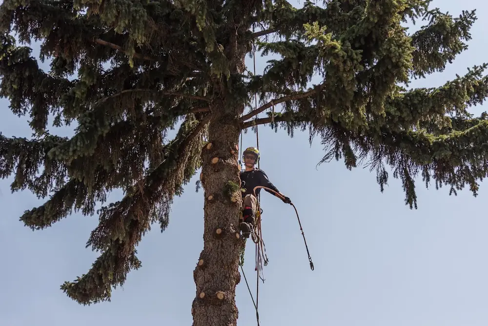 Arborist roped into a tall spruce during pruning work