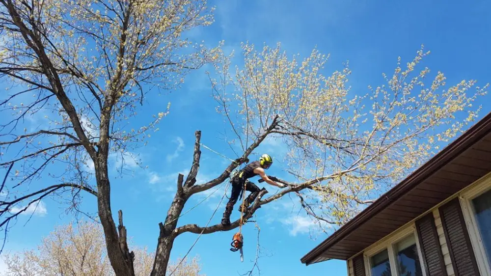 Arborist working high in a mature tree beside a house