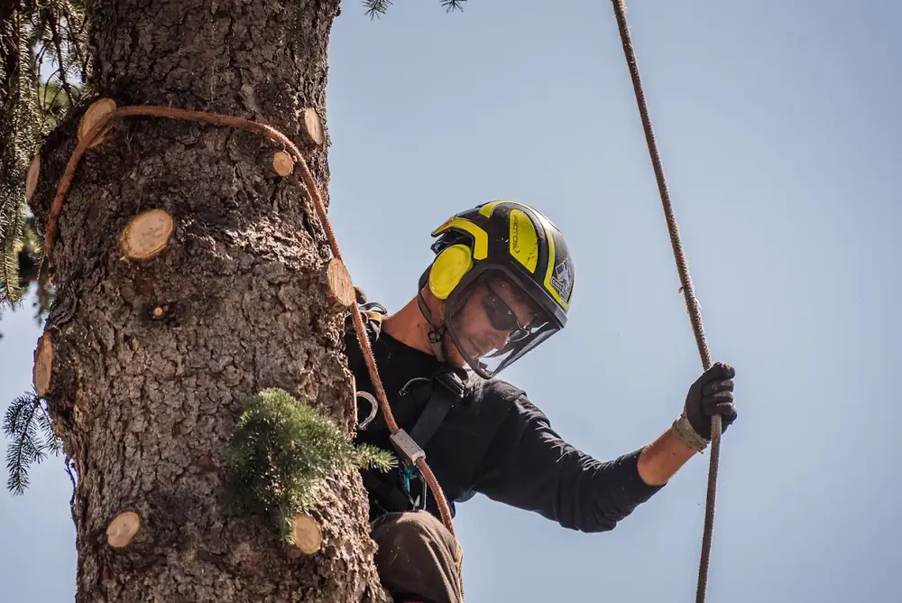 Silver Fern arborist in a helmet working a climbing line in a spruce