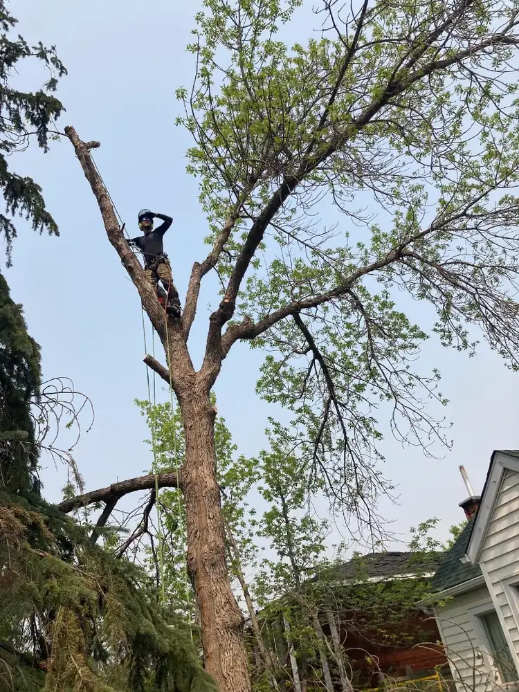 Arborist working high in a large tree beside a house
