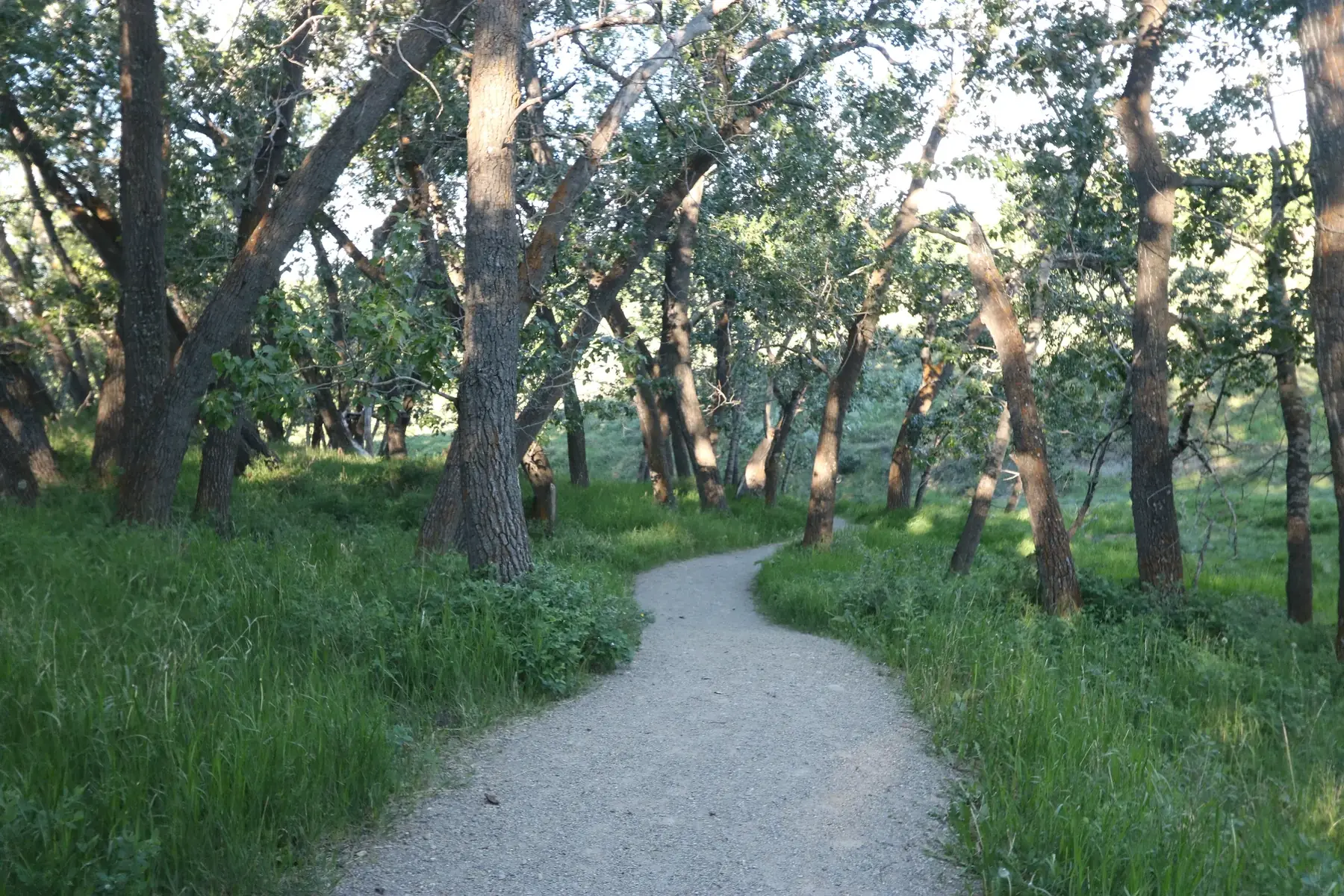 Cottonwood trees arching over a gravel path at Glenbow Ranch, between Cochrane and Calgary