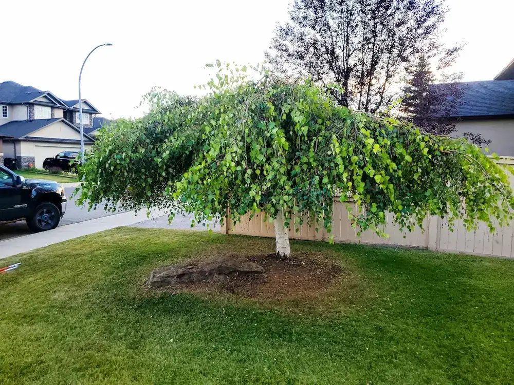 The same weeping birch after pruning, lifted clear and shaped