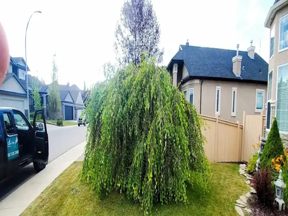 A weeping birch grown out wide and down over the lawn