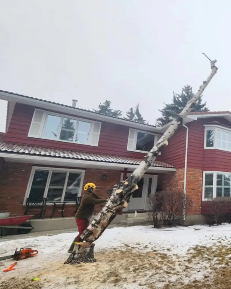 Arborist guiding a birch trunk down beside a house in winter