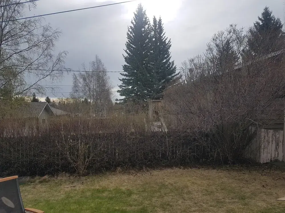 A back garden with badly overgrown hedging along the fence line