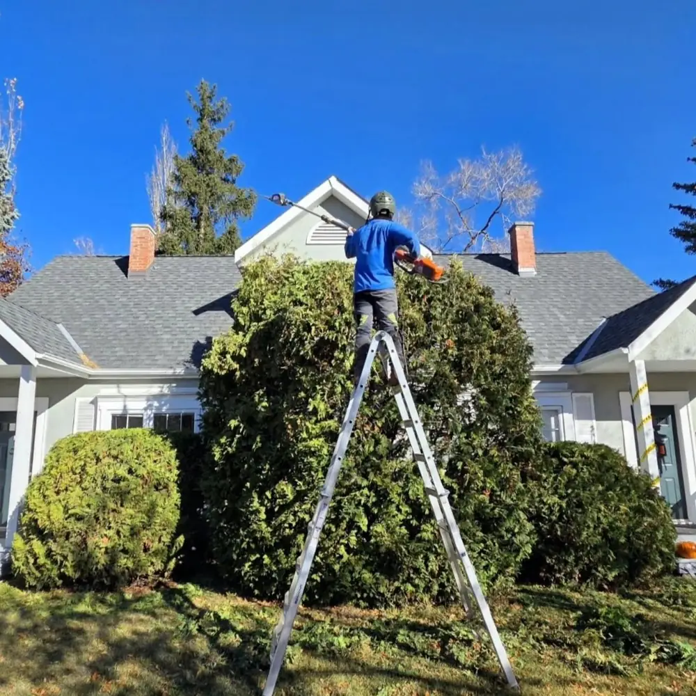 Arborist on a ladder shaping a tall hedge in front of a house