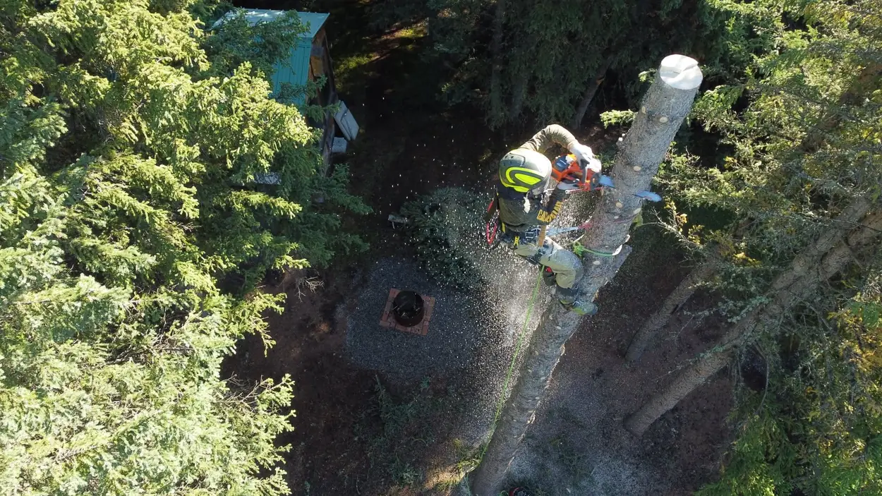 Aerial view of a Silver Fern arborist at the top of a tall spruce stem