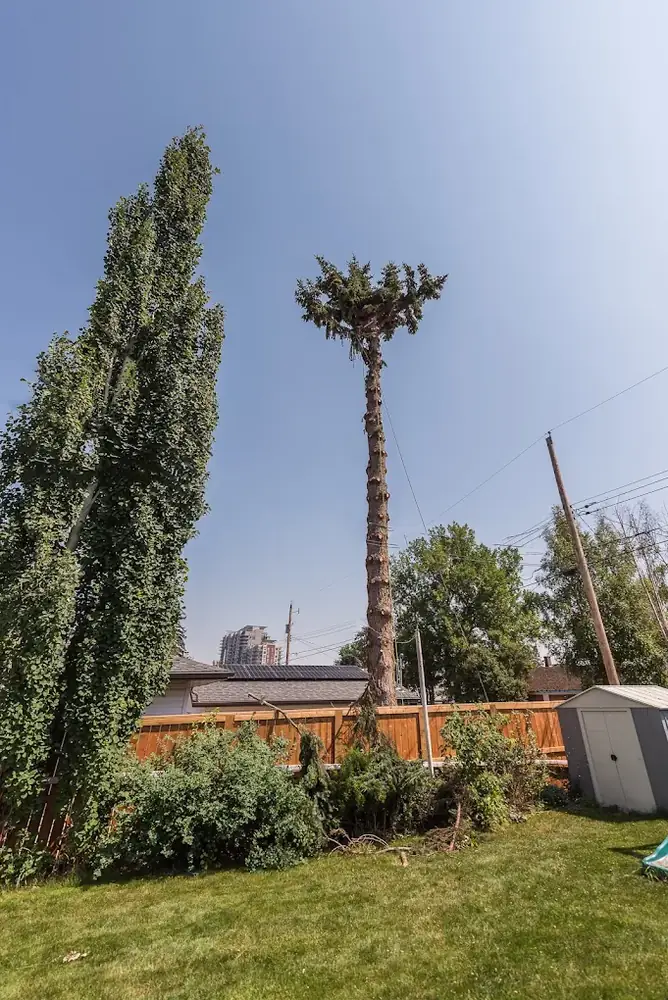 Tall poplar reduced to its main stem during a staged removal