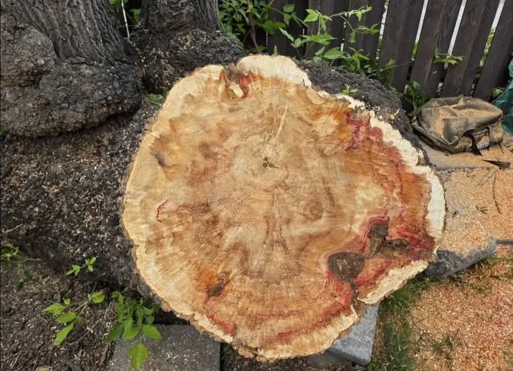 Cross section of a large felled trunk showing decay through the heartwood